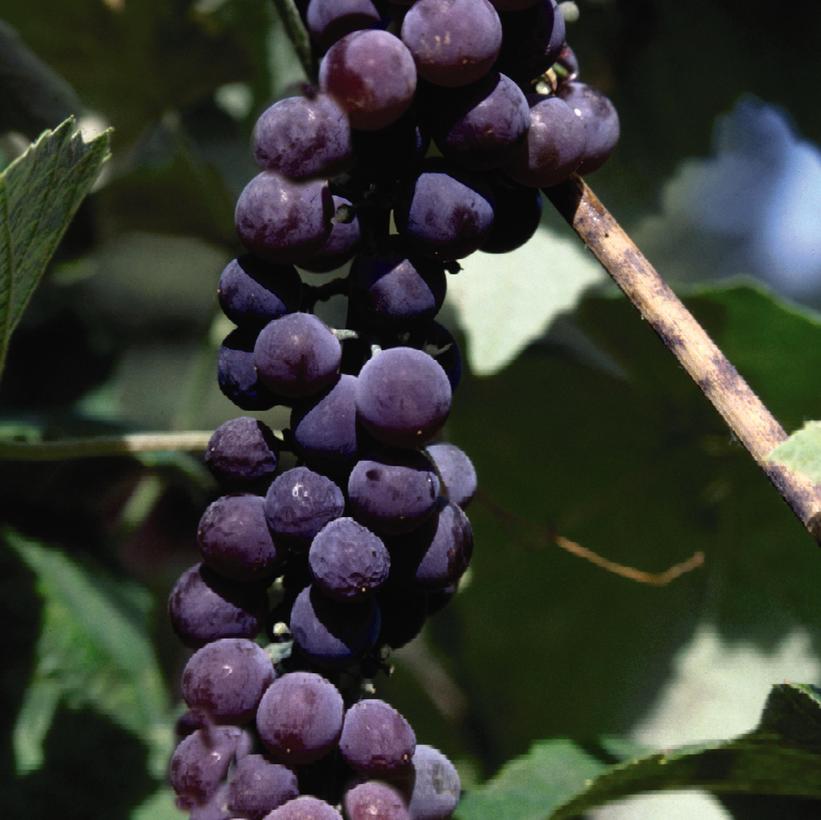 Canadice Grape