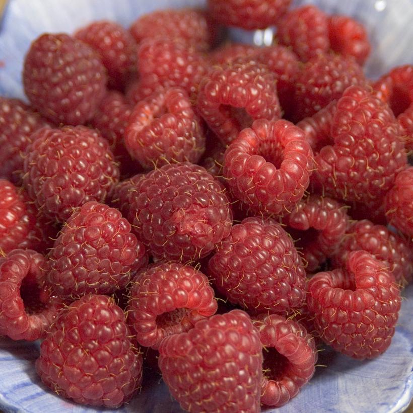 Heritage Red Raspberry