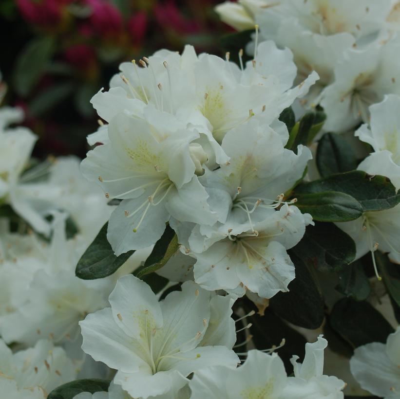 Delaware Valley White Azalea