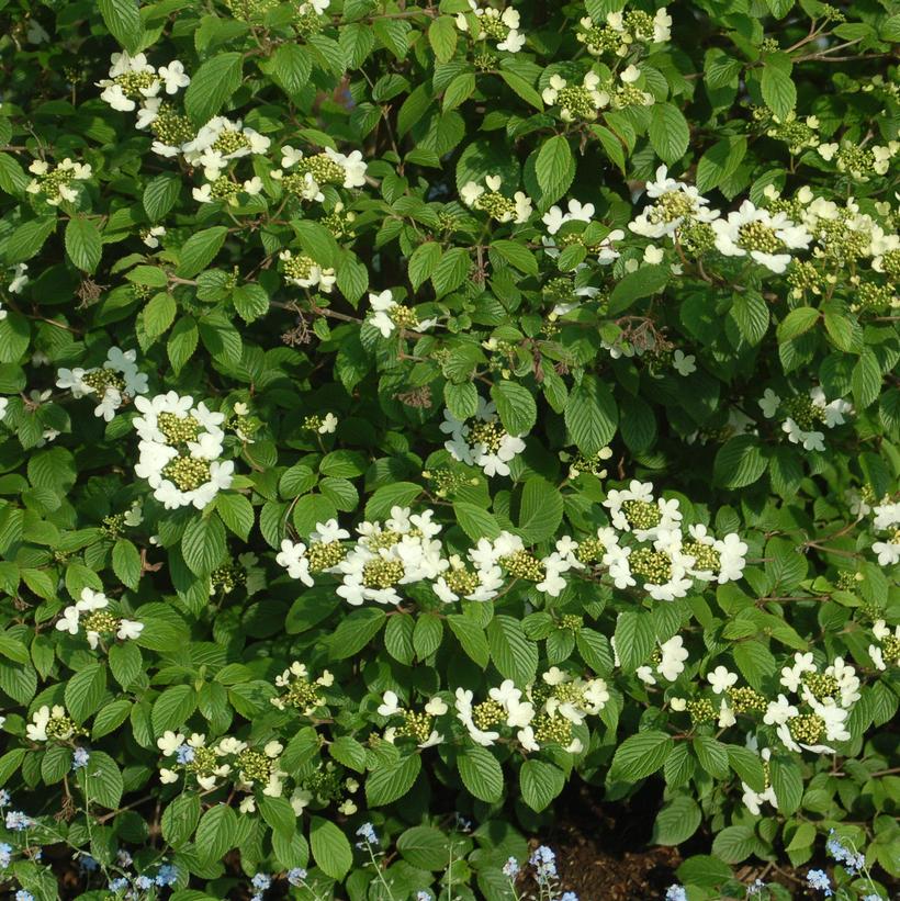 Summer Snowflake Viburnum