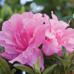 Autumn Carnation® Reblooming Azalea