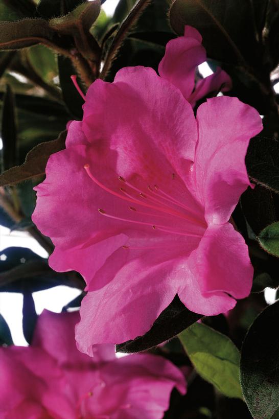 Encore® Autumn Royalty® Reblooming Azalea