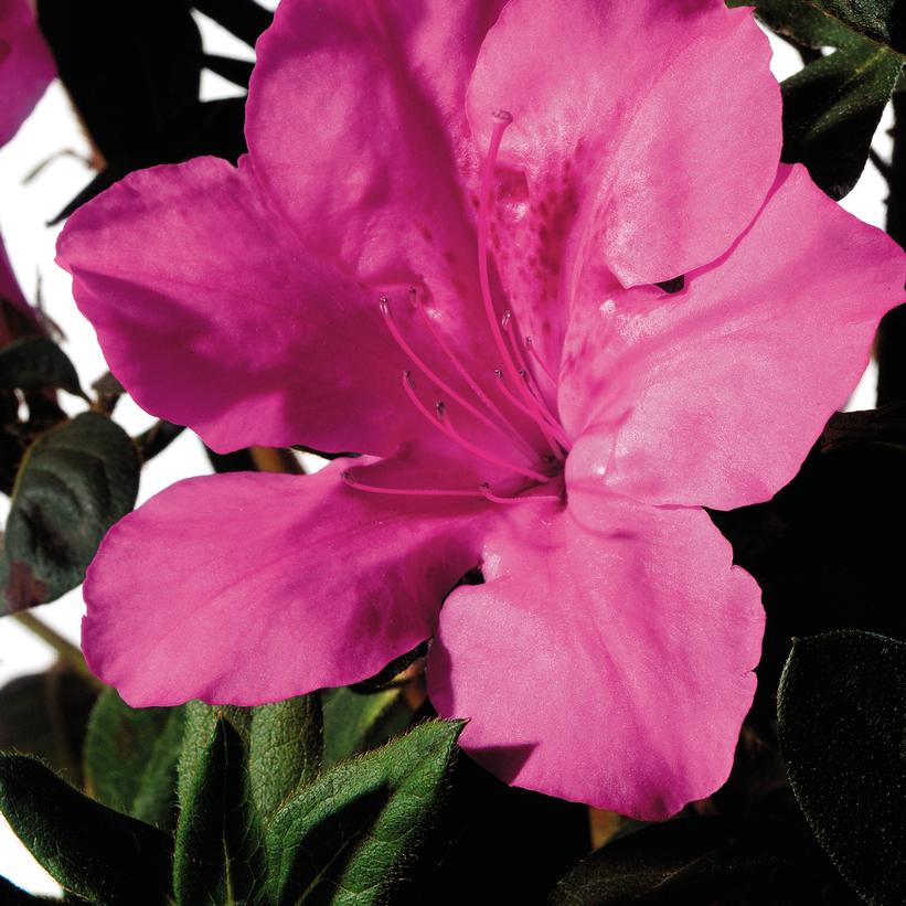 Encore® Autumn Sangria® Reblooming Azalea