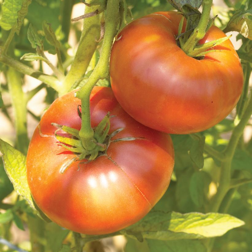 Brandywine Tomato