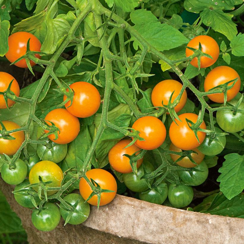 Sungold Cherry Tomato