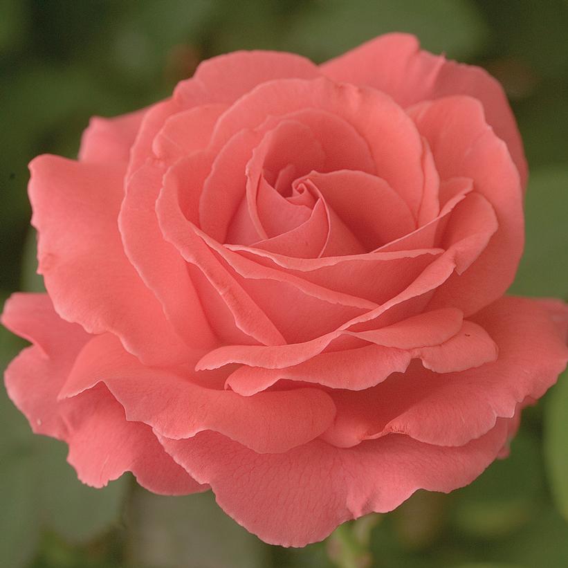 America™ Climbing Rose