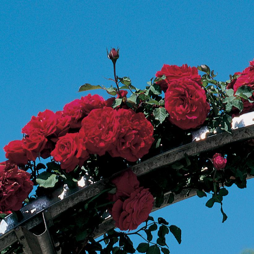 Don Juan Climbing Rose