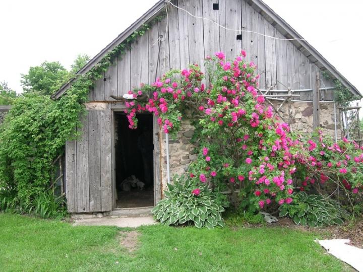 John Cabot Climbing Rose