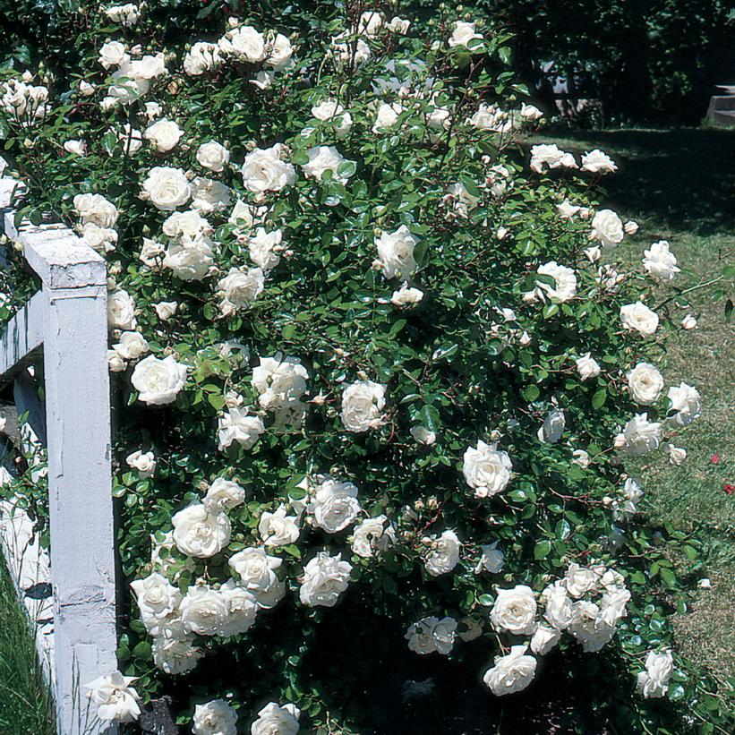 White Dawn Climbing Rose