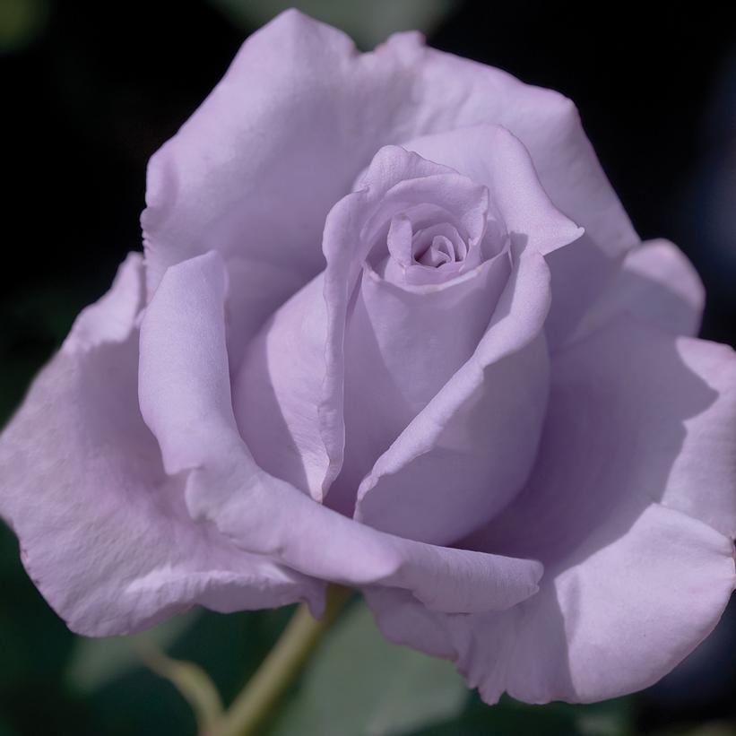 Blue Girl Hybrid Tea Rose