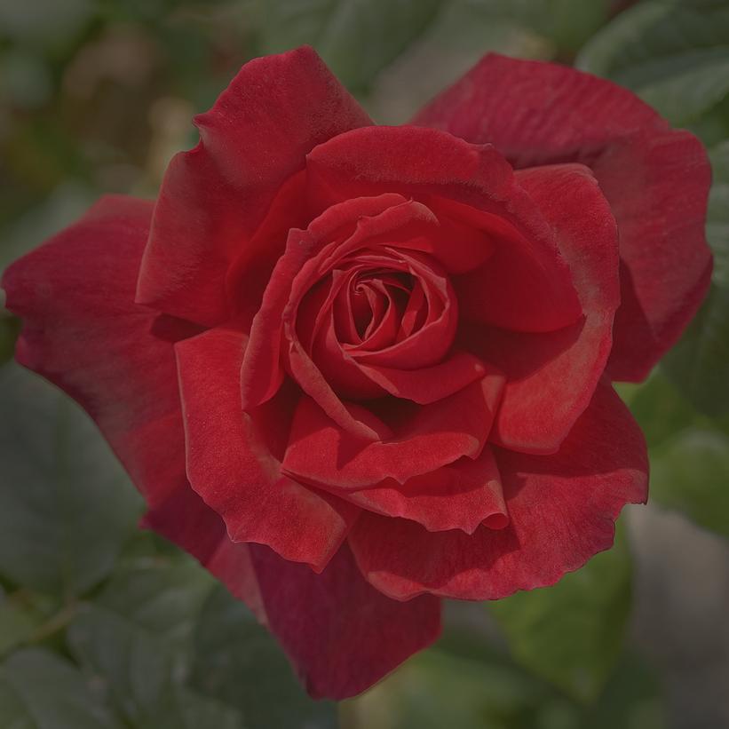 Chrysler Imperial Hybrid Tea Rose