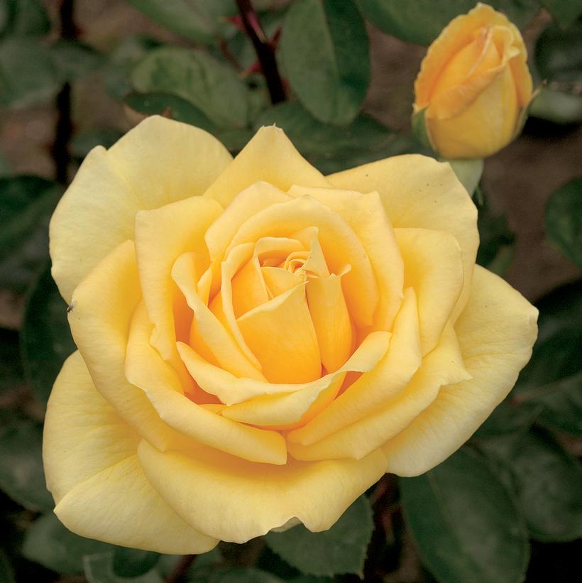 Oregold Hybrid Tea Rose