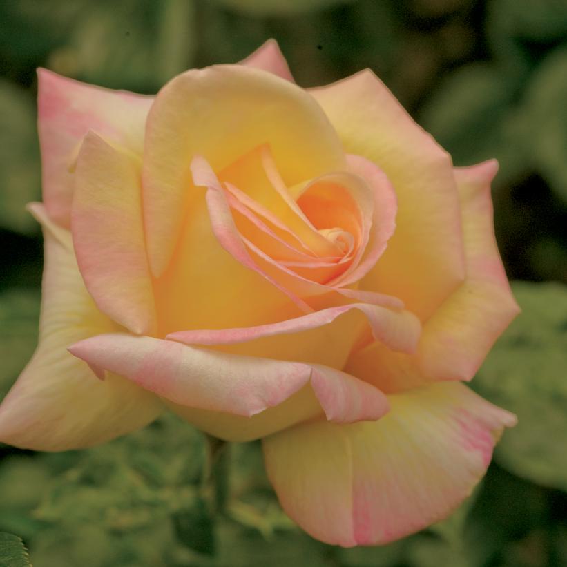 Peace Hybrid Tea Rose