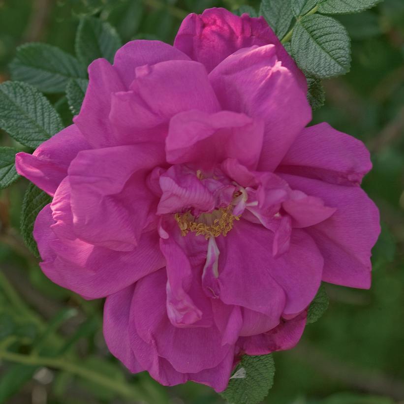 Purple Pavement Rose