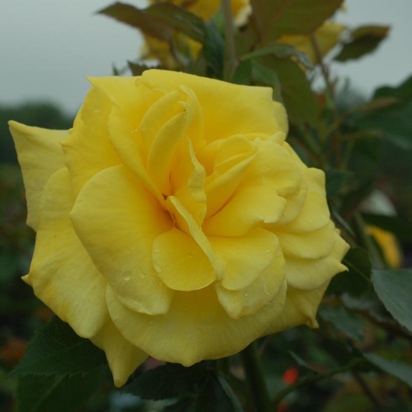 Sunsprite Floribunda Rose