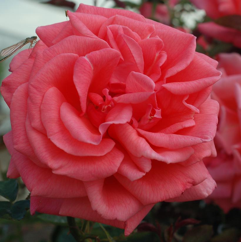 Tropicana Hybrid Tea Rose