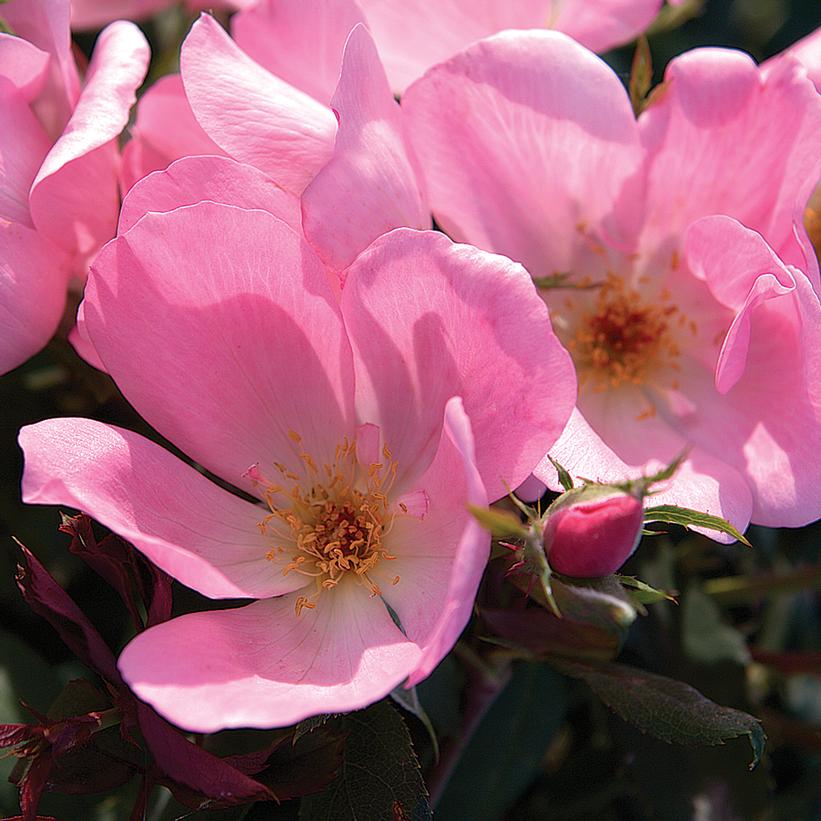 Blushing Knock Out® Rose