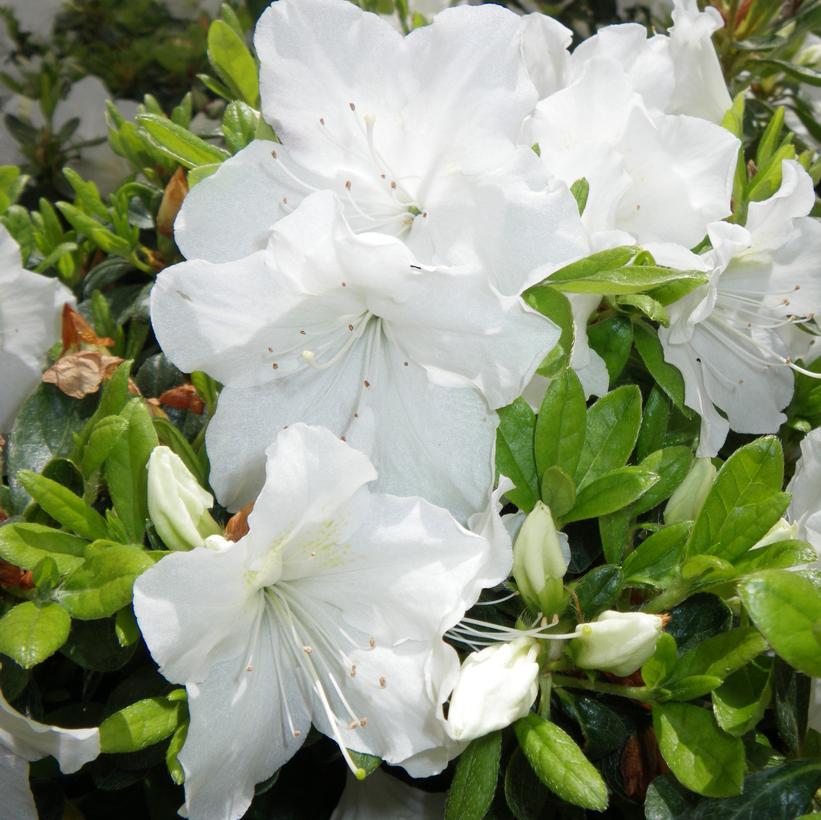 Girards Pleasant White Azalea