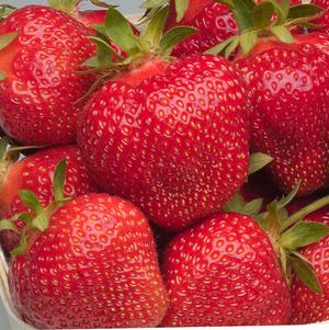 Cabot Strawberry