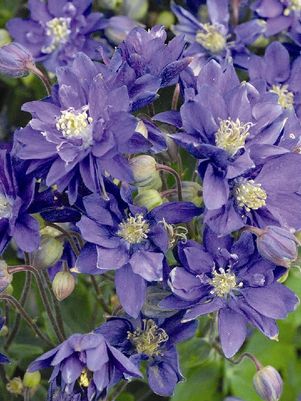 Clementine Blue Columbine