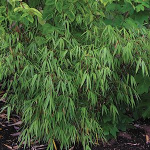 Clumping Bamboo