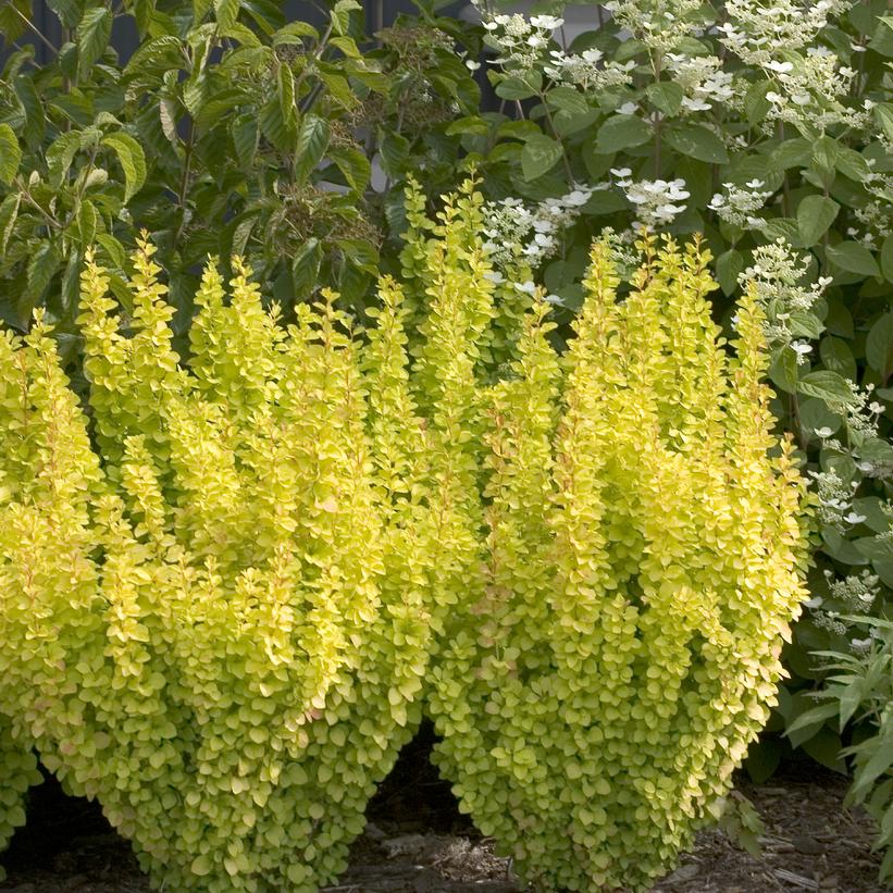 Sunjoy Gold Pillar™ Barberry