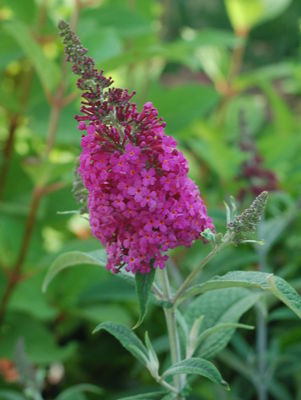 Miss Ruby Butterfly Bush