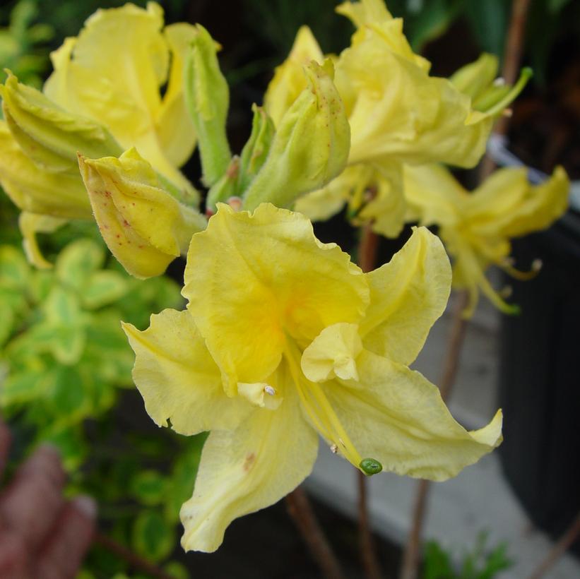 Lemon Lights Azalea