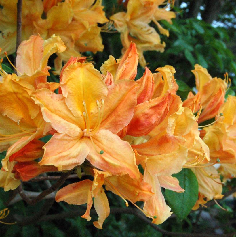 Mandarin Lights Azalea