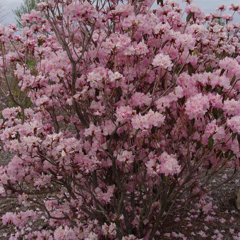 Cornell Pink Azalea