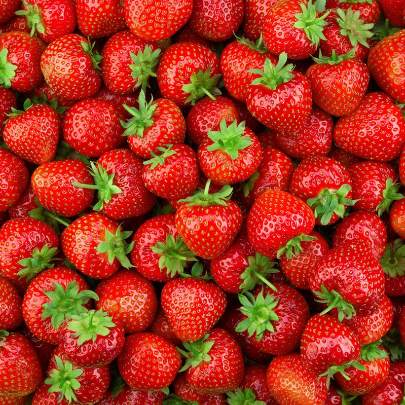 Earliglow Strawberry