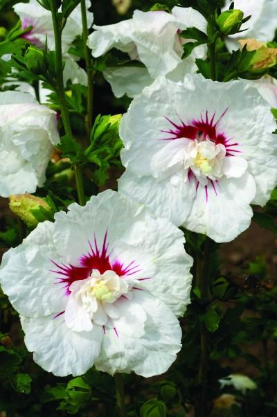 Bali™ Rose of Sharon