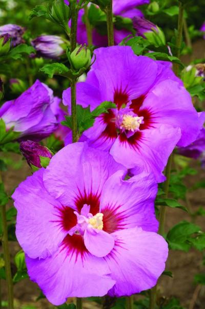 Tahiti Rose of Sharon