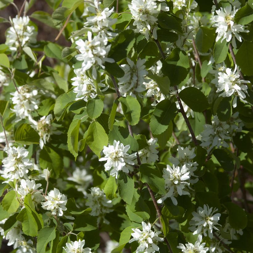 Standing Ovation™ Serviceberry