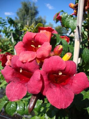 Atomic Red™ Trumpet Vine