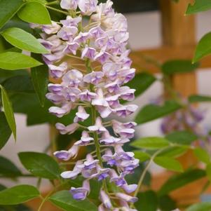 Summer Cascade™ Wisteria