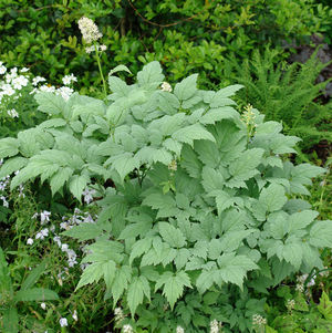 Misty Blue White Baneberry