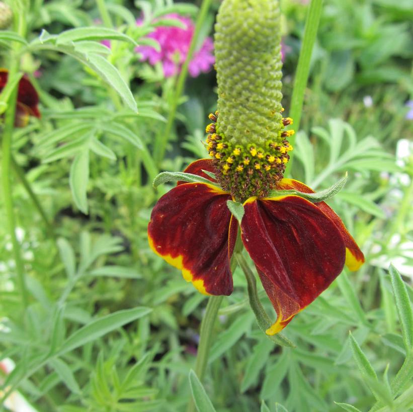 Mexican Hat Plant