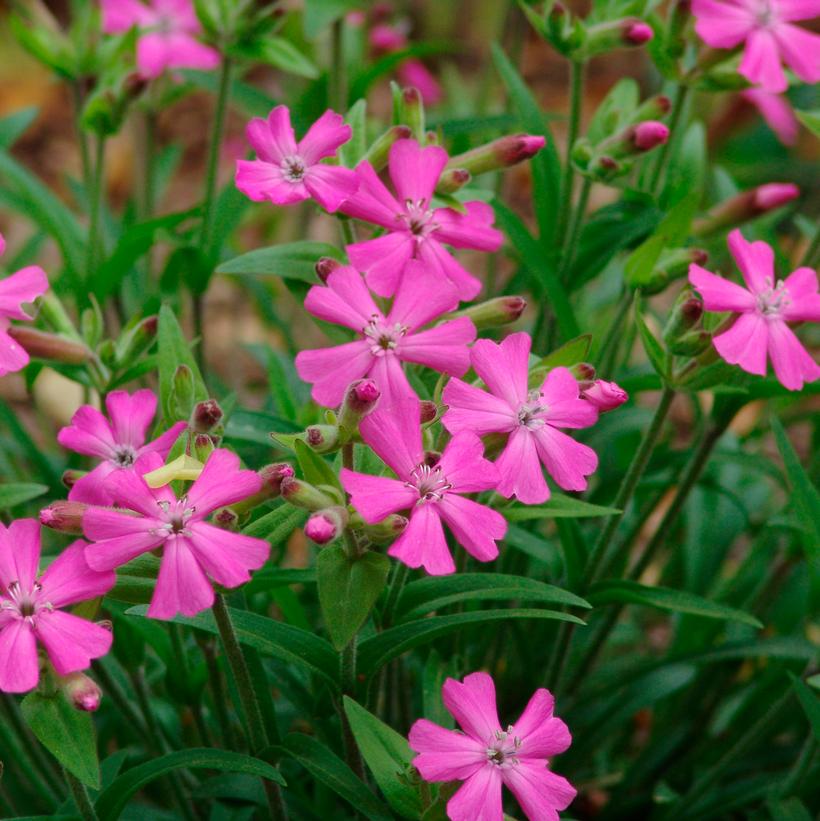 Short and Sweet Catchfly