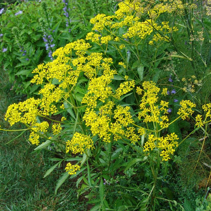 Perennials - Van Wilgen's Garden Center