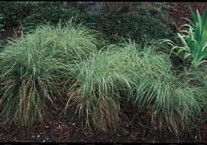 Tussock Sedge