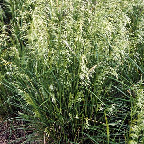 Dwarf Tufted Hair Grass