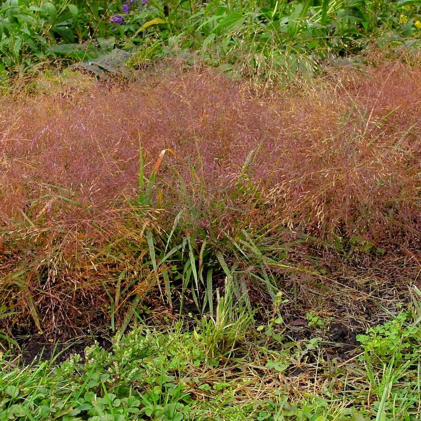 Purple Lovegrass