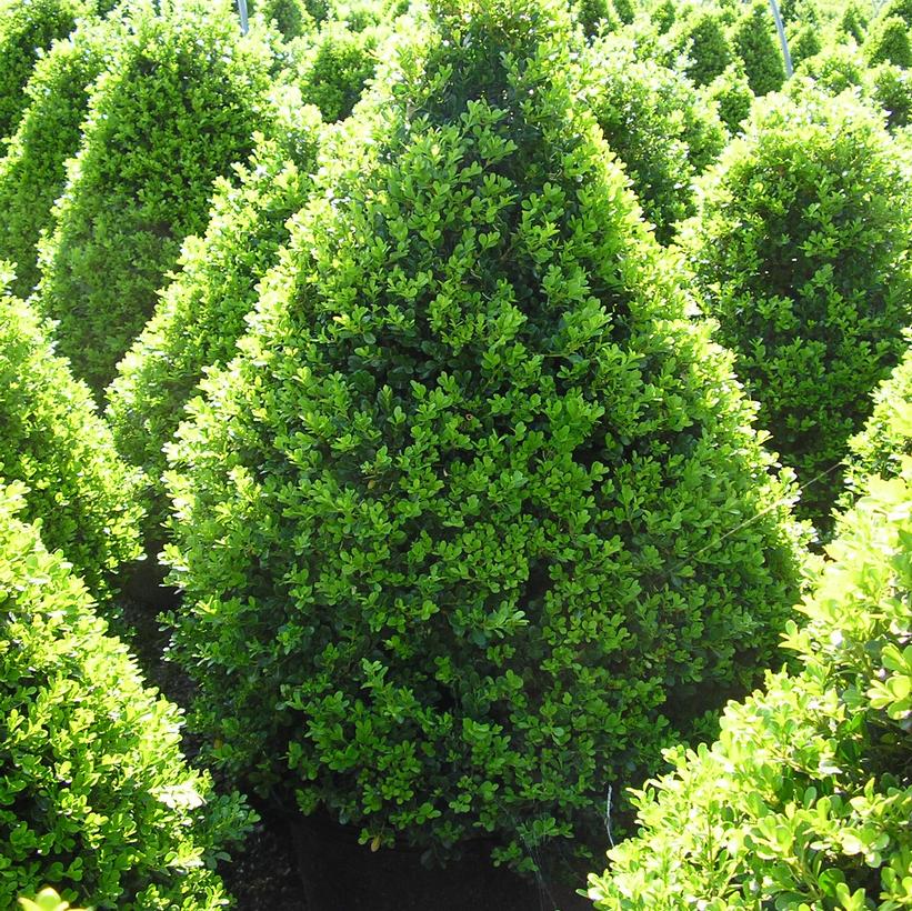 Cranberry Creek Boxwood