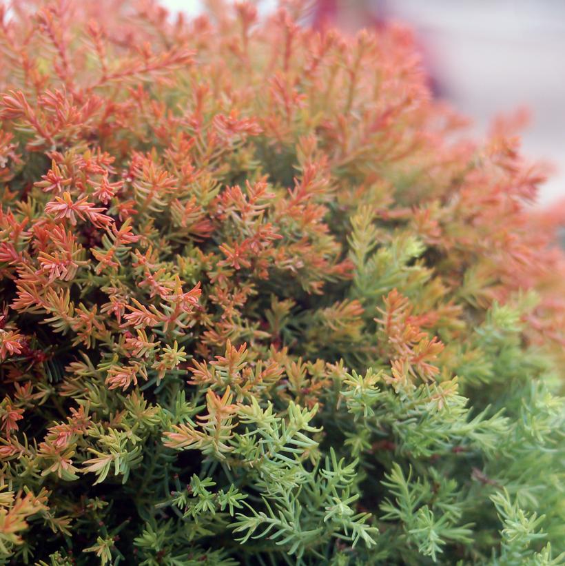 Fire Chief™ Globe Arborvitae