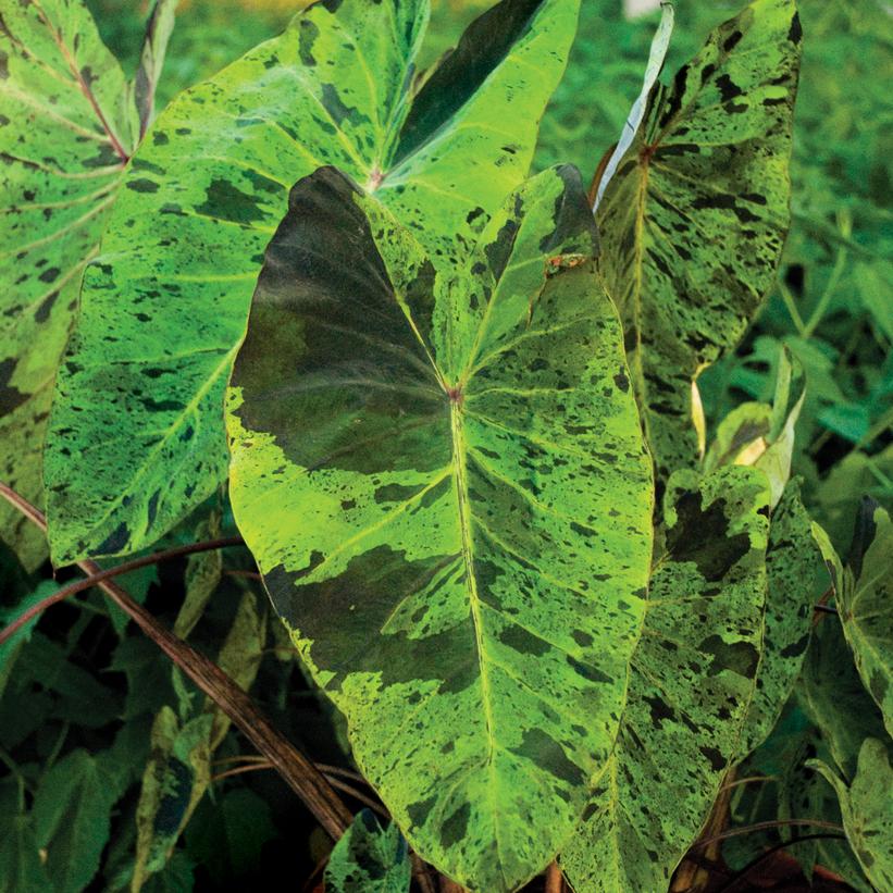 Mojito Elephant Ears