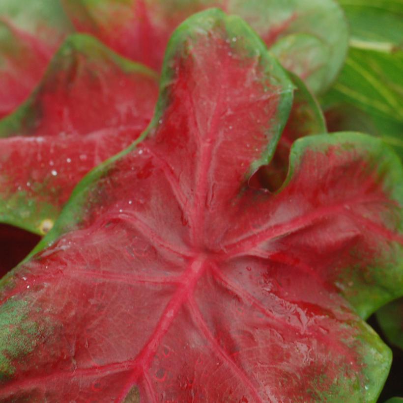 Red Elephant Ears