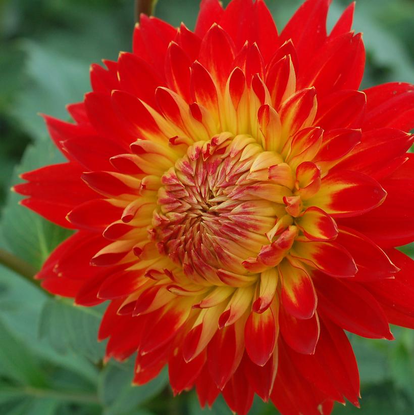 Procyon Dahlia