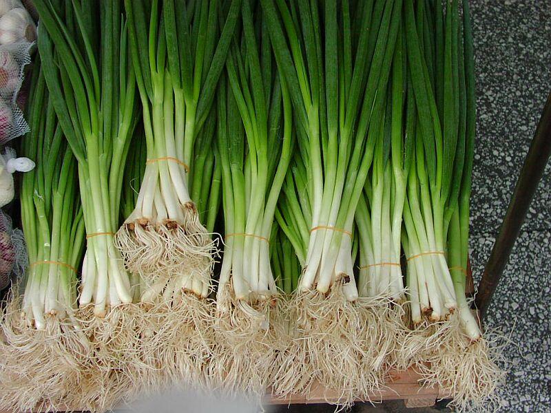 Scallion, Bunching Onion