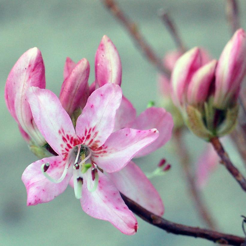 Pink-Shell Azalea